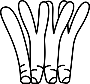 Cordyceps